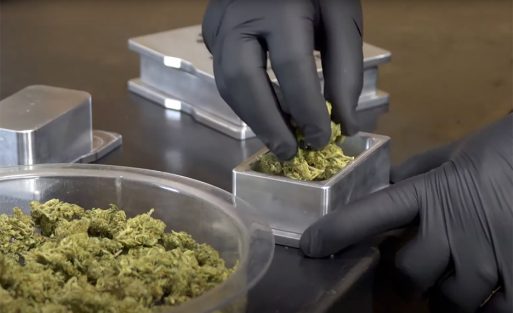 Rosin Pressing for Flavor Enhancing Terpene Profiles